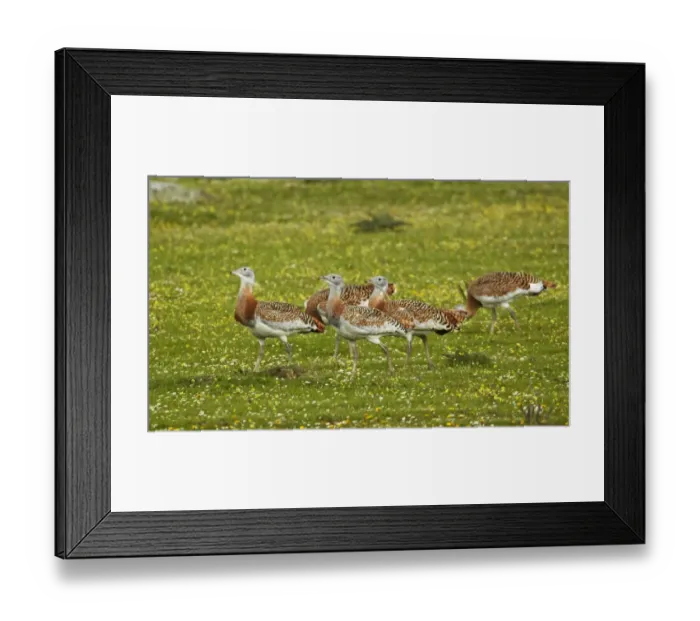 Framed Print : Great Bustard (Otis tarda) immature males, flock walking, Extremadura, Spain, april