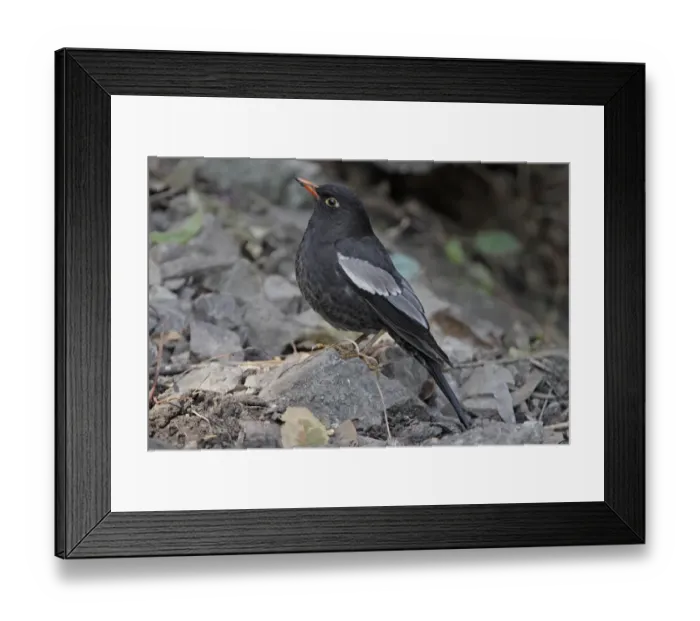 Framed Print : Grey-winged Blackbird (Turdus boulboul) adult male, standing on stone, Sattal, Uttarakhand, India, february Framed Print : Grey-winged Blackbird (Turdus boulboul) adult male, standing on stone, Sattal, Uttarakhand, India, february