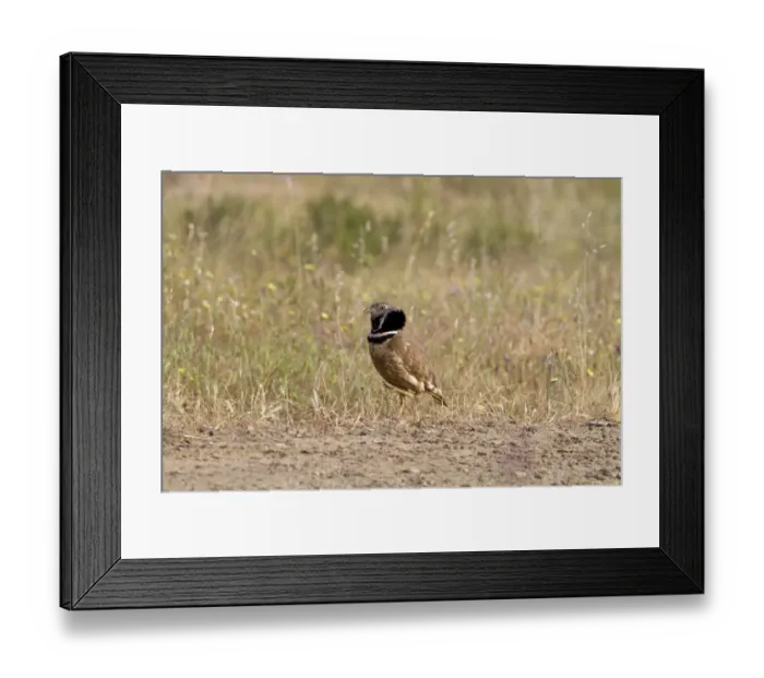 Framed Print : Little Bustard (Tetrax tetrax) adult male, displaying and foot stamping, Extremadura, Spain, may Framed Print : Little Bustard (Tetrax tetrax) adult male, displaying and foot stamping, Extremadura, Spain, may