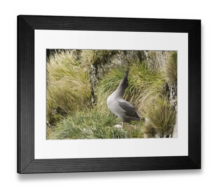 Framed Print : Light-mantled Sooty Albatross (Diomedea palpebrata) adult, displaying, South Georgia, october Framed Print : Light-mantled Sooty Albatross (Diomedea palpebrata) adult, displaying, South Georgia, october
