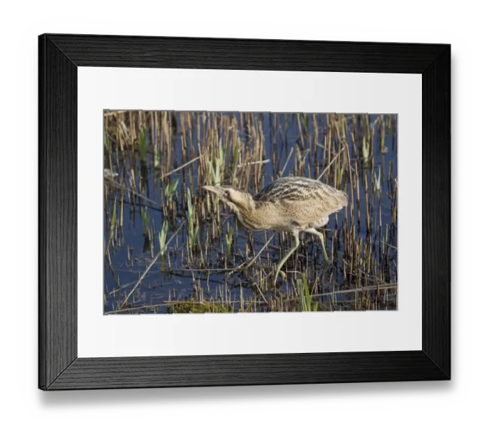 Framed Print : Great Bittern (Botaurus stellaris) adult male, walking through cut reedbed, Minsmere RSPB Reserve, Suffolk, England, march Framed Print : Great Bittern (Botaurus stellaris) adult male, walking through cut reedbed, Minsmere RSPB Reserve, Suffolk, England, march