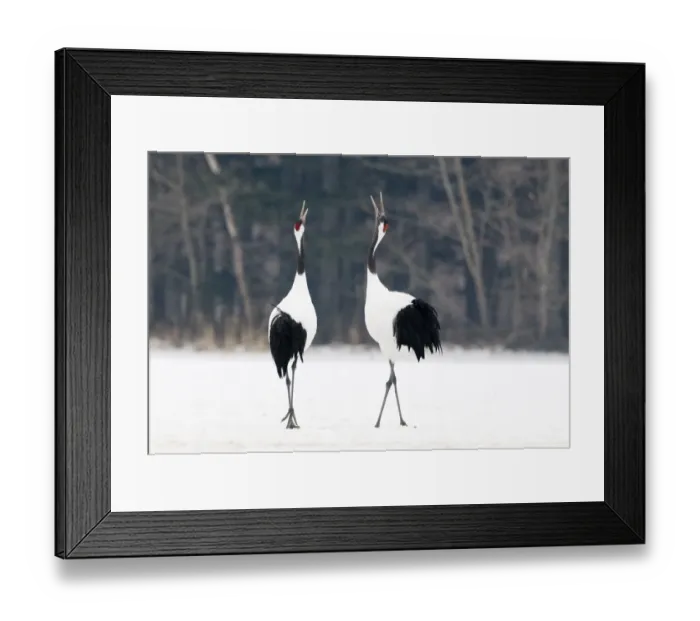 Framed Print : Japanese Red-crowned Crane (Grus japonensis) adult pair, calling, displaying in snow, Akan, Hokkaido, Japan, winter Framed Print : Japanese Red-crowned Crane (Grus japonensis) adult pair, calling, displaying in snow, Akan, Hokkaido, Japan, winter