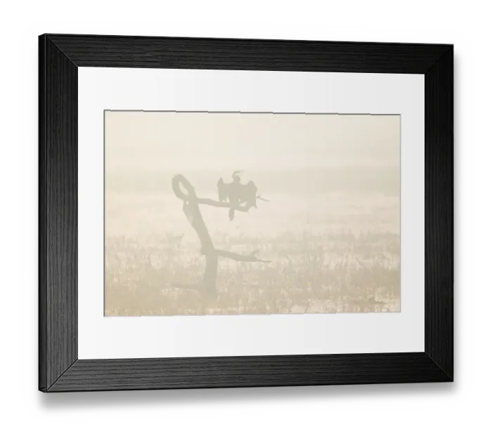 Framed Print : Oriental Darter (Anhinga melanogaster) drying wings, perched on dead tree in misty morning, Keoladeo Ghana N. P. (Bharatpur), Rajasthan, India Framed Print : Oriental Darter (Anhinga melanogaster) drying wings, perched on dead tree in misty morning, Keoladeo Ghana N. P. (Bharatpur), Rajasthan, India