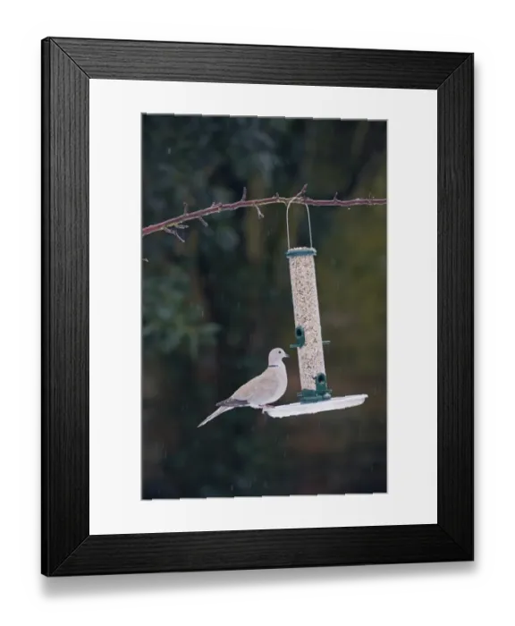 Framed Print : Eurasian Collared Dove (Streptopelia decaocto) adult, feeding on seed at hanging feeder in garden during snowfall, Norfolk, England, january