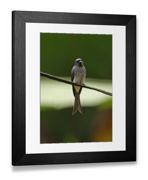 Framed Print : White-bellied Drongo (Dicrurus caerulescens insularis) endemic race, adult, perched on powerline in rainfall, Sri Lanka, december Framed Print : White-bellied Drongo (Dicrurus caerulescens insularis) endemic race, adult, perched on powerline in rainfall, Sri Lanka, december