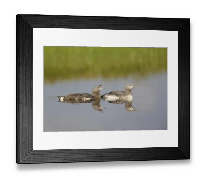 Framed Print : Red-throated Diver (Gavia stellata) two mature chicks, at different stages of development, swimming, Finland Framed Print : Red-throated Diver (Gavia stellata) two mature chicks, at different stages of development, swimming, Finland