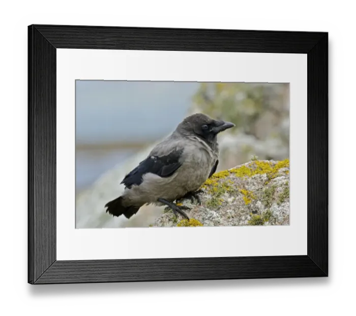 Framed Print : Hooded Crow (Corvus corone cornix) juvenile, perched on rock, Tiree, Inner Hebrides, Scotland, summer Framed Print : Hooded Crow (Corvus corone cornix) juvenile, perched on rock, Tiree, Inner Hebrides, Scotland, summer