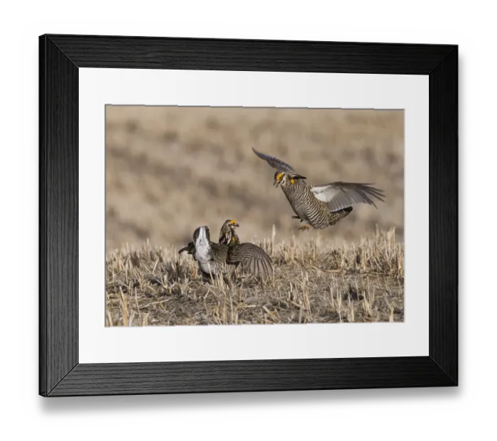Framed Print : Greater Prairie-chicken (Tympanuchus cupido) two adult males, fighting on lekking ground, Sandhills, Nebraska, U. S. A. april Framed Print : Greater Prairie-chicken (Tympanuchus cupido) two adult males, fighting on lekking ground, Sandhills, Nebraska, U. S. A. april