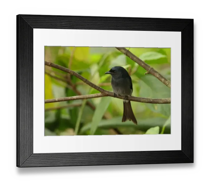 Framed Print : White-vented Drongo (Dicrurus caerulescens leucopygialis) endemic race, adult, perched on twig, Sri Lanka, december