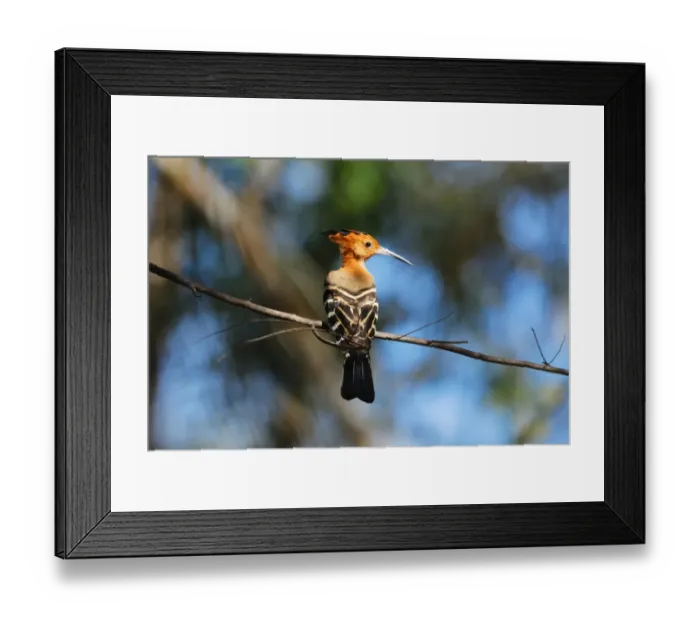 Framed Print : Madagascar Hoopoe (Upupa marginata) adult, perched on branch in dry deciduous forest, Ankarafantsika N. P. Northwest Madagascar, july Framed Print : Madagascar Hoopoe (Upupa marginata) adult, perched on branch in dry deciduous forest, Ankarafantsika N. P. Northwest Madagascar, july