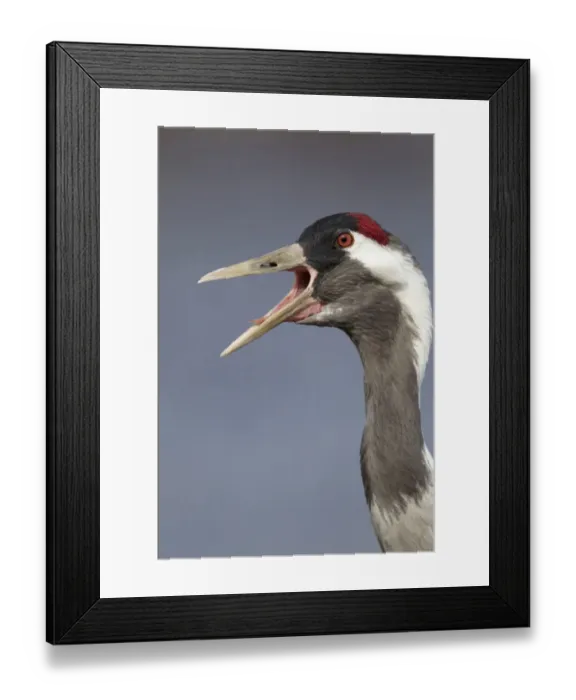 Framed Print : Common Crane (Grus grus) adult, close-up of head and neck, calling, Lake Hornborga, Sweden Framed Print : Common Crane (Grus grus) adult, close-up of head and neck, calling, Lake Hornborga, Sweden