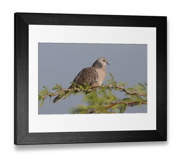 Framed Print : Spotted Dove (Streptopelia chinensis) adult, perched on acacia branch, Sri Lanka