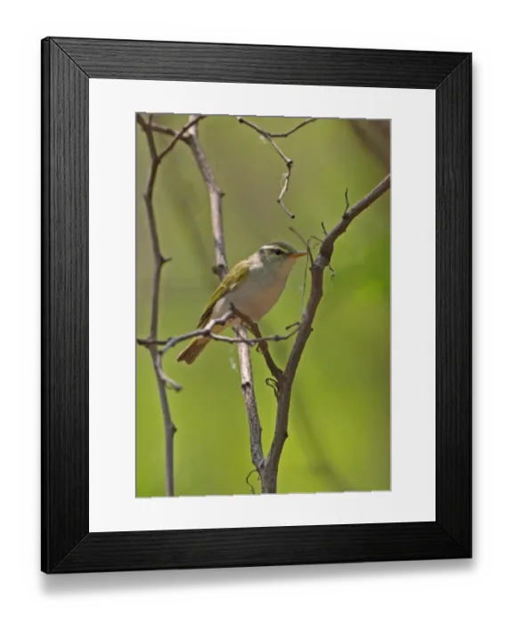 Framed Print : Eastern Crowned Warbler (Phylloscopus coronatus) adult, perched on twig, Hebei, China, may Framed Print : Eastern Crowned Warbler (Phylloscopus coronatus) adult, perched on twig, Hebei, China, may