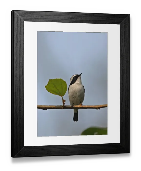 Framed Print : Little Pied Flycatcher (Ficedula westermanni) adult male, perched on twig, Nameri, Assam, India, january Framed Print : Little Pied Flycatcher (Ficedula westermanni) adult male, perched on twig, Nameri, Assam, India, january