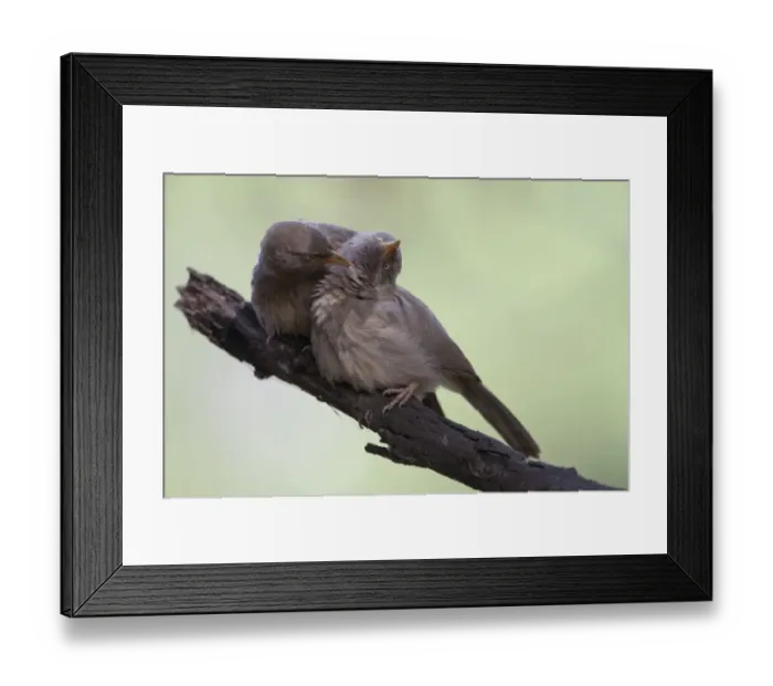 Framed Print : Jungle Babbler (Turdoides striatus) adult pair, mutual preening, perched on branch, Keoladeo Ghana N. P. (Bharatpur), Rajasthan, India