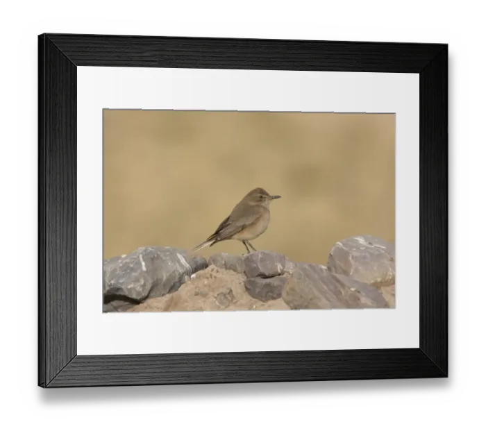 Framed Print : Black-billed Shrike-tyrant (Agriornis montanus) adult, standing on rocks, Santa Victoria Road, Jujuy, Argentina, july Framed Print : Black-billed Shrike-tyrant (Agriornis montanus) adult, standing on rocks, Santa Victoria Road, Jujuy, Argentina, july