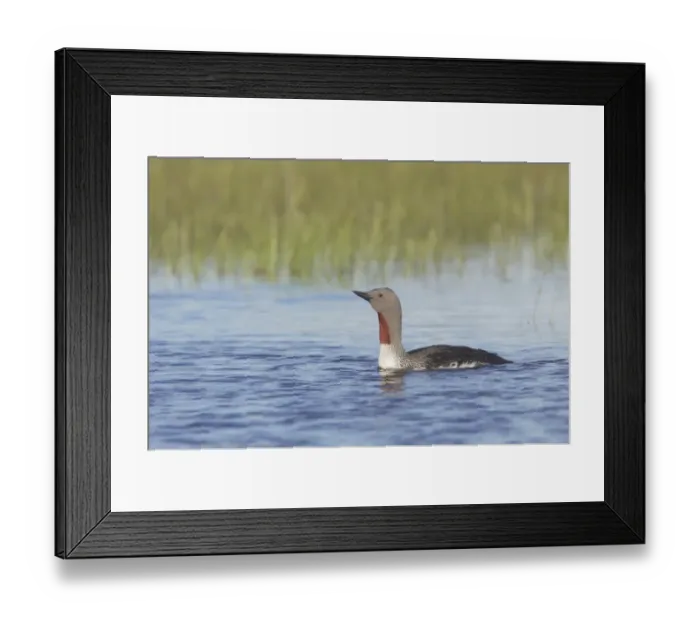 Framed Print : Red-throated Diver (Gavia stellata) adult, summer plumage, swimming, Finland