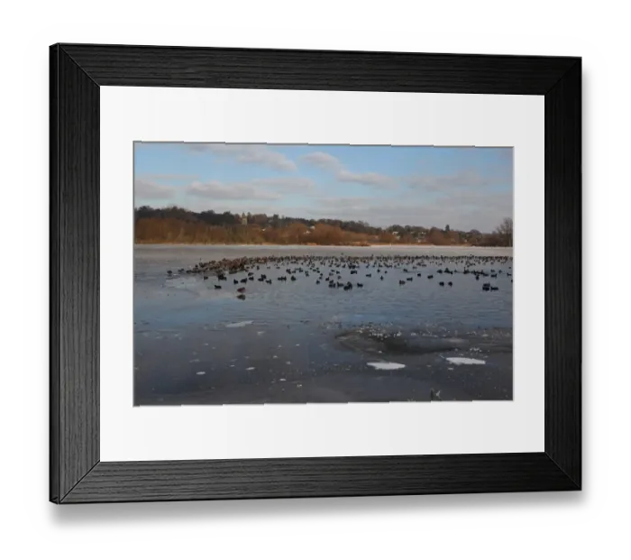 Framed Print : Common Coot (Fulica atra) and Tufted Duck (Aythya fuligula) flock, on open water of frozen lake, Whitlingham Country Park, River Yare, The Broads, Norfolk, England, december Framed Print : Common Coot (Fulica atra) and Tufted Duck (Aythya fuligula) flock, on open water of frozen lake, Whitlingham Country Park, River Yare, The Broads, Norfolk, England, december