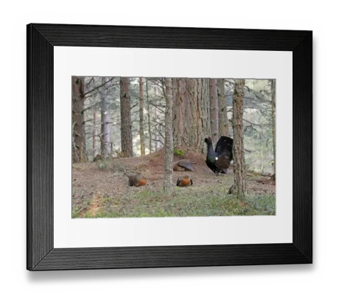 Framed Print : Western Capercaillie (Tetrao urogallus) adult male and females, displaying at lek, Cairngorms N. P. Grampian Mountains, Highlands, Scotland, april Framed Print : Western Capercaillie (Tetrao urogallus) adult male and females, displaying at lek, Cairngorms N. P. Grampian Mountains, Highlands, Scotland, april