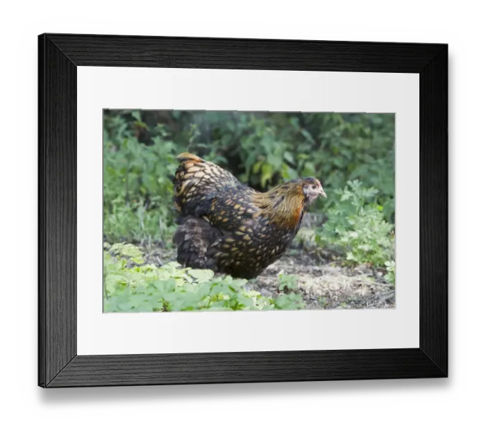 Framed Print : Domestic Chicken, Gold-laced Orpington, freerange hen, standing, Essex, England, august Framed Print : Domestic Chicken, Gold-laced Orpington, freerange hen, standing, Essex, England, august