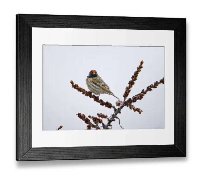 Framed Print : Red-fronted Serin (Serinus pusillus) adult male, perched on twig in snow, Kazbegi, Great Caucasus, Caucasus Mountains, Georgia, april Framed Print : Red-fronted Serin (Serinus pusillus) adult male, perched on twig in snow, Kazbegi, Great Caucasus, Caucasus Mountains, Georgia, april
