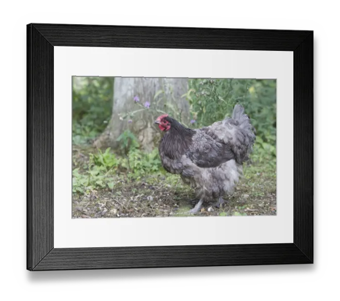 Framed Print : Domestic Chicken, Blue Orpington, freerange hen, standing, Essex, England, august Framed Print : Domestic Chicken, Blue Orpington, freerange hen, standing, Essex, England, august