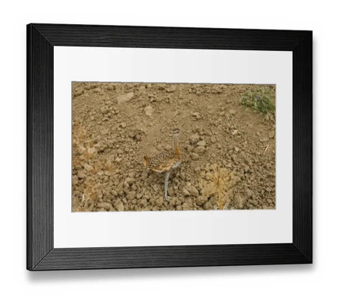 Framed Print : Great Bustard (Otis tarda) juvenile, walking on ploughed field, Northern Spain, july Framed Print : Great Bustard (Otis tarda) juvenile, walking on ploughed field, Northern Spain, july