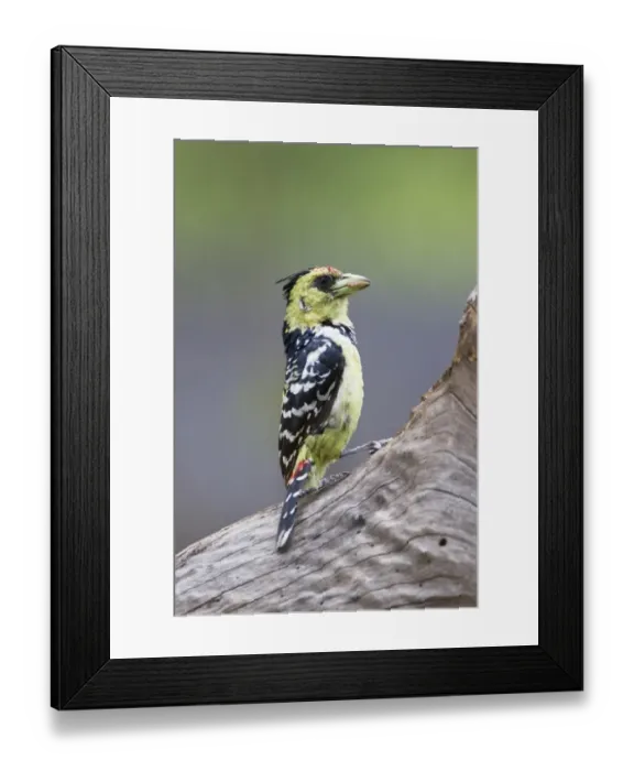 Framed Print : Crested Barbet (Trachyphonus vaillantii) adult, with grub in beak, perched on log, Okavango Delta, Botswana Framed Print : Crested Barbet (Trachyphonus vaillantii) adult, with grub in beak, perched on log, Okavango Delta, Botswana