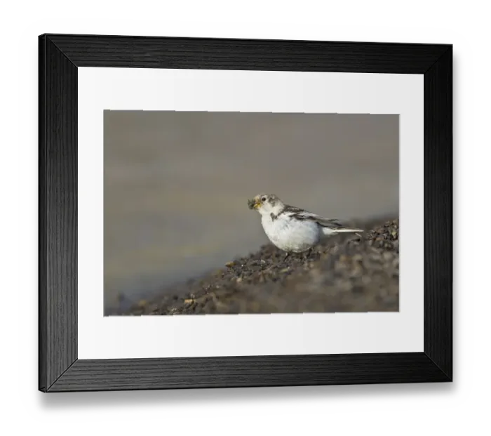 Framed Print : Snow Bunting (Plectrophenax nivalis) adult female, summer plumage, collecting nesting material, Spitzbergen, Svalbard, july Framed Print : Snow Bunting (Plectrophenax nivalis) adult female, summer plumage, collecting nesting material, Spitzbergen, Svalbard, july