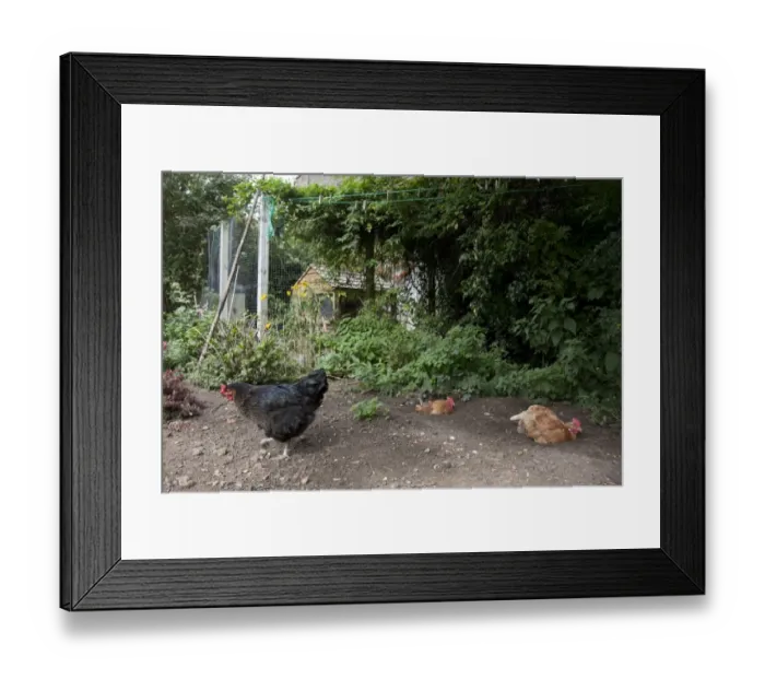 Framed Print : Domestic Chicken, Goldline hybrid hens, dust-bathing, free-range on smallholding, England, september Framed Print : Domestic Chicken, Goldline hybrid hens, dust-bathing, free-range on smallholding, England, september