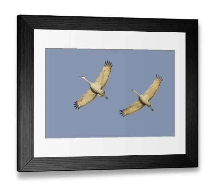 Framed Print : Sandhill Crane (Grus canadensis) two adults, in flight, Bosque del Apache National Wildlife Refuge, New Mexico, U. S. A