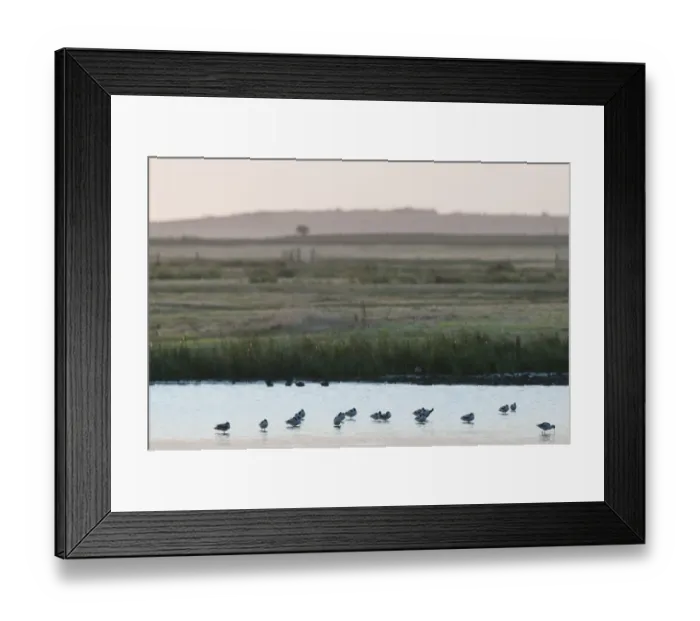 Framed Print : Eurasian Avocet (Recurvirostra avocetta) flock, colony roosting on marshland flood, North Kent Marshes, Kent, England, august
