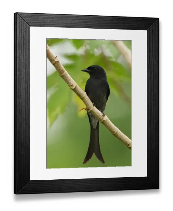 Framed Print : White-vented Drongo (Dicrurus caerulescens leucopygialis) endemic race, adult, perched on branch, Sri Lanka, december Framed Print : White-vented Drongo (Dicrurus caerulescens leucopygialis) endemic race, adult, perched on branch, Sri Lanka, december