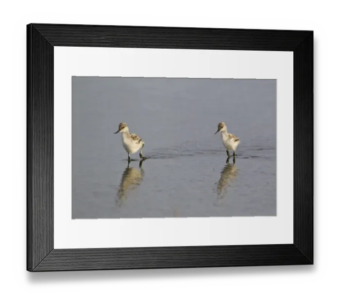 Framed Print : Eurasian Avocet (Recurvirostra avocetta) two chicks, wading in shallow pool, Minsmere RSPB Reserve, Suffolk, England, june Framed Print : Eurasian Avocet (Recurvirostra avocetta) two chicks, wading in shallow pool, Minsmere RSPB Reserve, Suffolk, England, june