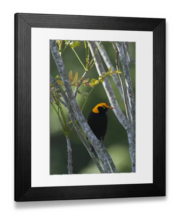 Framed Print : Regent Bowerbird (Sericulus chrysocephalus) adult male, perched on branch, O'Reilly's, Lamington N. P. Queensland, Australia