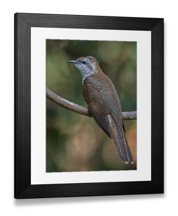 Framed Print : Banded Bay Cuckoo (Cacomantis sonneratii) adult, perched on vine stem, Kaeng Krachan N. P. Thailand, january Framed Print : Banded Bay Cuckoo (Cacomantis sonneratii) adult, perched on vine stem, Kaeng Krachan N. P. Thailand, january