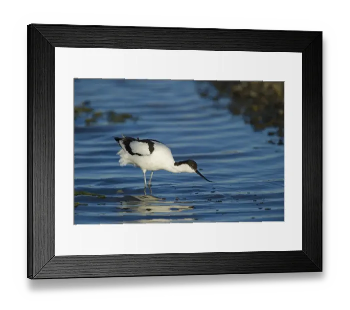 Framed Print : Eurasian Avocet (Recurvirostra avocetta) adult, feeding in water, Salthouse, Norfolk, England, june Framed Print : Eurasian Avocet (Recurvirostra avocetta) adult, feeding in water, Salthouse, Norfolk, England, june