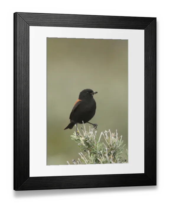Framed Print : Austral Negrito (Lessonia rufa) adult male, with food in beak near nestsite, perched on bush, Beagle Channel, Tierra del Fuego, Argentina, december Framed Print : Austral Negrito (Lessonia rufa) adult male, with food in beak near nestsite, perched on bush, Beagle Channel, Tierra del Fuego, Argentina, december