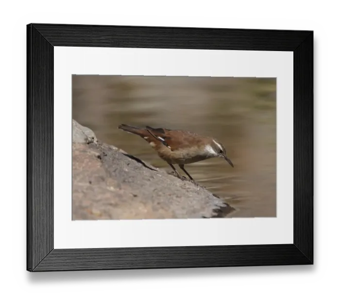 Framed Print : White-winged Cinclodes (Cinclodes atacamensis) adult, drinking, Pampas de Achala, Cordoba, Argentina, april