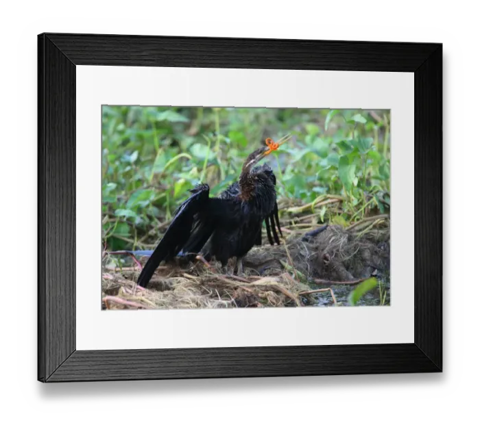 Framed Print : Oriental Darter (Anhinga melanogaster) adult, with hairband caught in beak, Sri Lanka, december