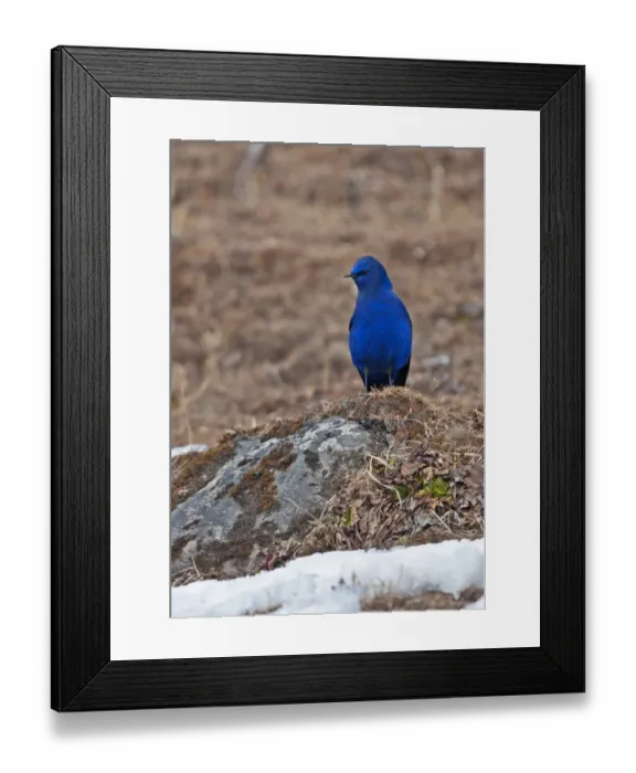 Framed Print : Grandala (Grandala coelicolor) adult male, standing on slope near snowline, Sela Pass, Arunachal Pradesh, India, january Framed Print : Grandala (Grandala coelicolor) adult male, standing on slope near snowline, Sela Pass, Arunachal Pradesh, India, january