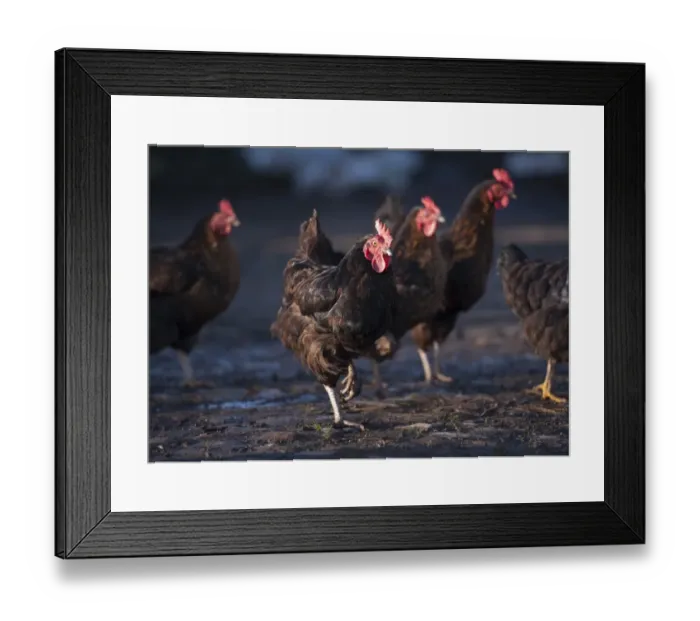 Framed Print : Domestic Chicken, Black Rock hens, standing in farmyard, Chipping, Lancashire, England, november Framed Print : Domestic Chicken, Black Rock hens, standing in farmyard, Chipping, Lancashire, England, november