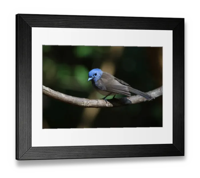Framed Print : Black-naped Monarch (Hypothymis azurea styani) adult female, perched on vine stem, Kaeng Krachan N. P. Thailand, february Framed Print : Black-naped Monarch (Hypothymis azurea styani) adult female, perched on vine stem, Kaeng Krachan N. P. Thailand, february