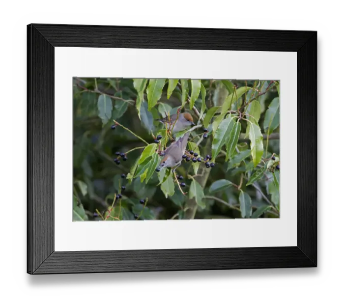 Framed Print : Blackcap (Sylvia atricapilla) two adult females, feeding on Sweet Bay (Laurus nobilis) berries, Shropshire, England, october Framed Print : Blackcap (Sylvia atricapilla) two adult females, feeding on Sweet Bay (Laurus nobilis) berries, Shropshire, England, october