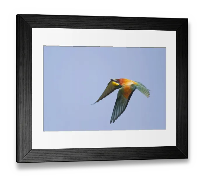 Framed Print : European Bee-eater (Merops apiaster) adult, in flight, Bulgaria, may
