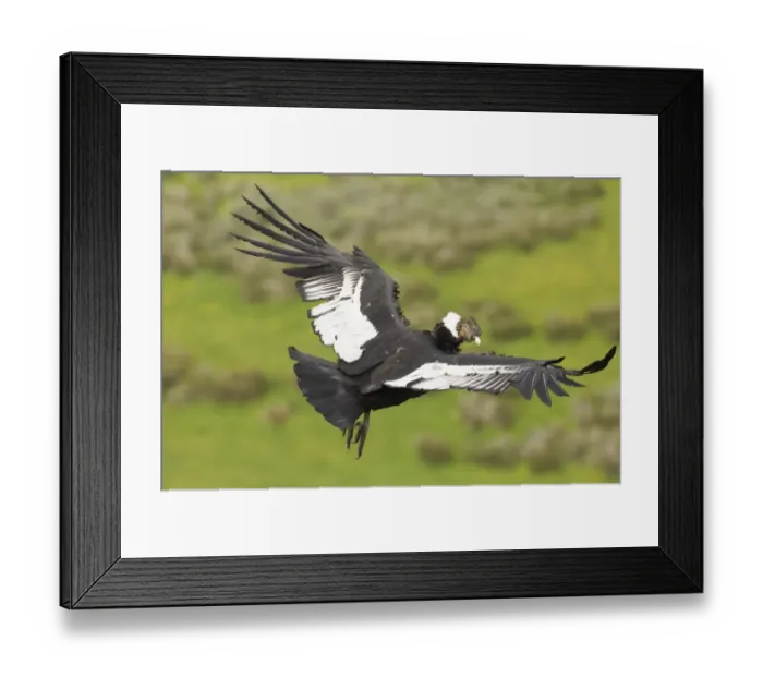 Framed Print : Andean Condor (Vultur gryphus) adult male, in flight, Patagonia, Chile, november Framed Print : Andean Condor (Vultur gryphus) adult male, in flight, Patagonia, Chile, november