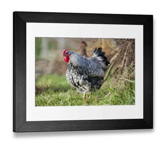 Framed Print : Domestic Chicken, Silver-laced Wyandotte bantam cockerel, standing on grass, Whitewell, Lancashire, England, december Framed Print : Domestic Chicken, Silver-laced Wyandotte bantam cockerel, standing on grass, Whitewell, Lancashire, England, december