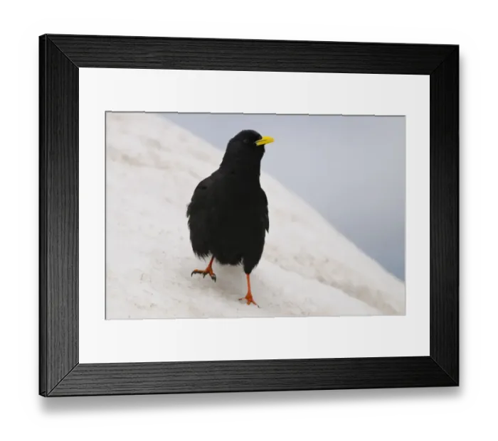 Framed Print : Alpine Chough (Pyrrhocorax graculus) adult, standing on snow, Italian Alps, Italy, july