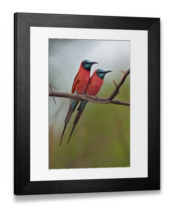 Framed Print : Northern Carmine Bee-eater (Merops nubicus) adult pair, perched on branch, Niokolo-Koba, Senegal, october Framed Print : Northern Carmine Bee-eater (Merops nubicus) adult pair, perched on branch, Niokolo-Koba, Senegal, october