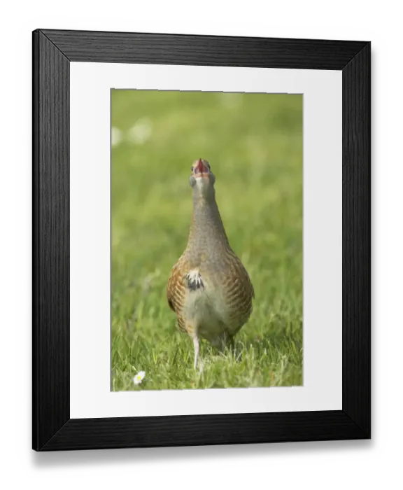 Framed Print : Corncrake (Crex crex) adult male, calling, standing on open ground, South Uist, Outer Hebrides, Scotland Framed Print : Corncrake (Crex crex) adult male, calling, standing on open ground, South Uist, Outer Hebrides, Scotland
